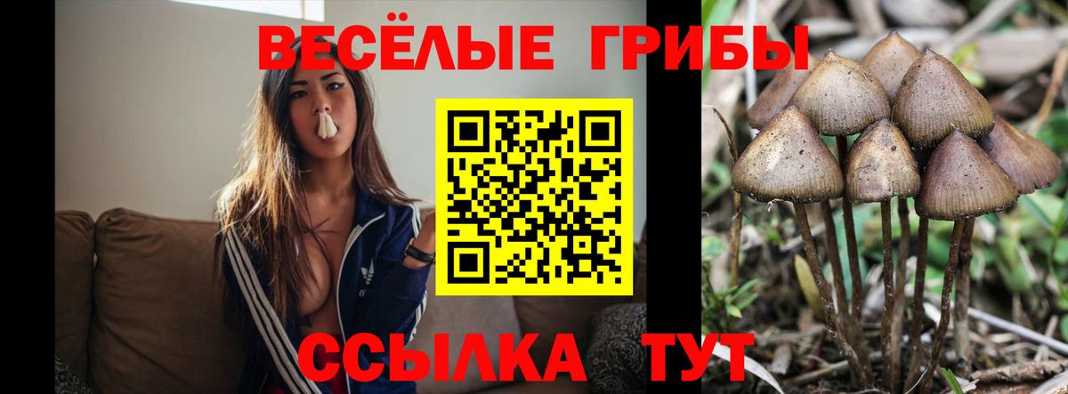 Гатчина  купить наркоту  Вход с VPN  Галлюциногенные грибы GOLDEN TEACHER 